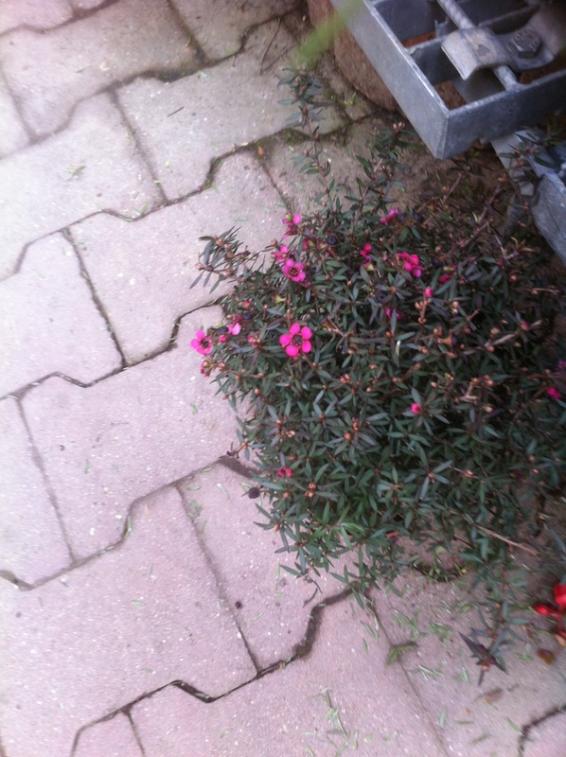 Name:  47-047.jpg
Views: 1464
Size:  67.3 KB
