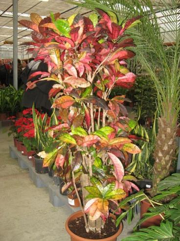 Name:  018.jpg
Views: 9875
Size:  47.2 KB