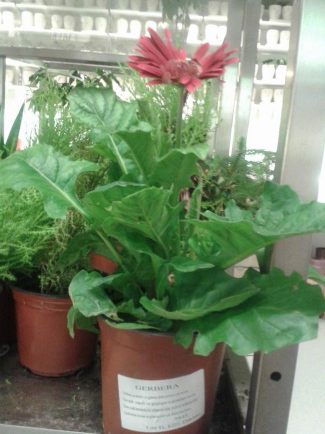 Name:  004.jpg
Views: 9638
Size:  65.6 KB