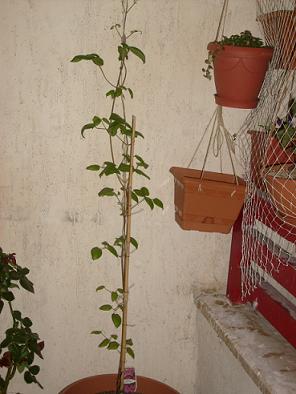 Name:  S6304183.JPG
Views: 2504
Size:  55.2 KB