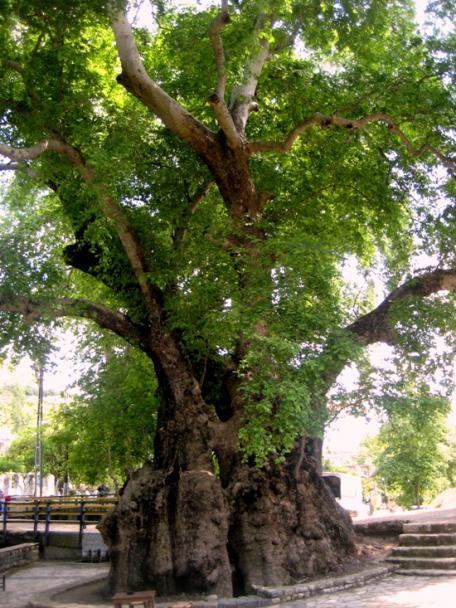 Name:  ANTAKYA 219 hz musa.jpg
Views: 57859
Size:  72.0 KB
