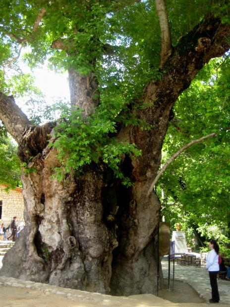 Name:  ANTAKYA2011 207.jpg
Views: 43691
Size:  74.3 KB