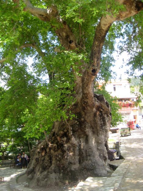 Name:  ANTAKYA2011 208.jpg
Views: 33923
Size:  71.9 KB