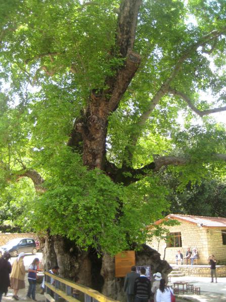 Name:  ANTAKYA2011 212.jpg
Views: 31002
Size:  73.0 KB