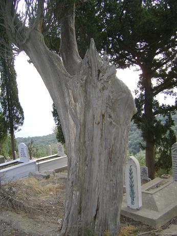 Name:  DSC00399.JPG
Views: 804
Size:  62.7 KB