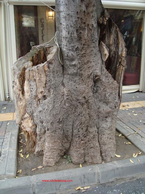 Name:  Ant Aa Restarasyonu02.jpg
Views: 1367
Size:  71.5 KB