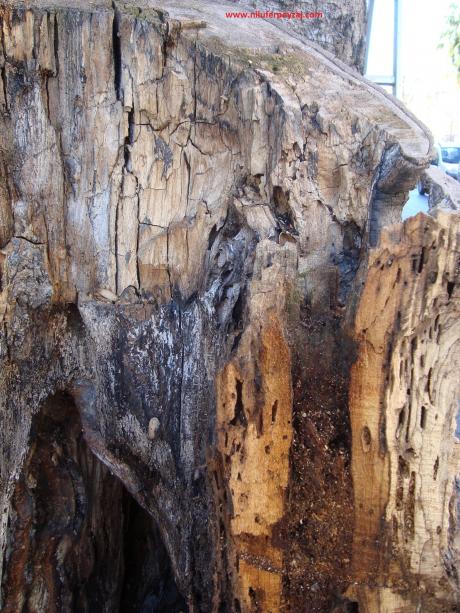 Name:  Ant Aa Restorasyonu 14 e 2.jpg
Views: 1186
Size:  73.0 KB
