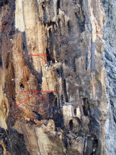 Name:  Ant Aa Restorasyonu 14 e 1.jpg
Views: 1758
Size:  77.0 KB