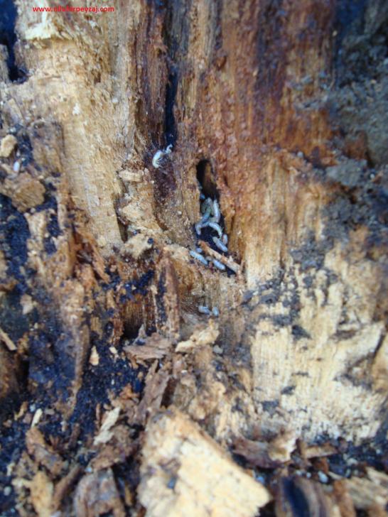 Name:  Ant Aa Restorasyonu 14 e 4.jpg
Views: 1332
Size:  76.2 KB