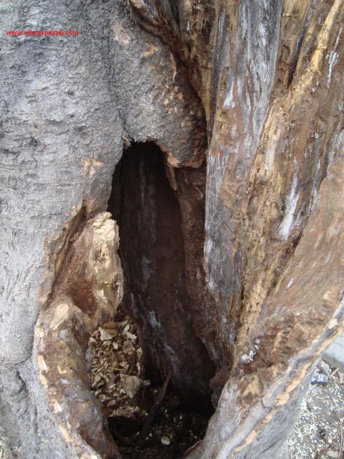 Name:  Ant Aa Restorasyonu 14 d 4.jpg
Views: 1552
Size:  73.5 KB