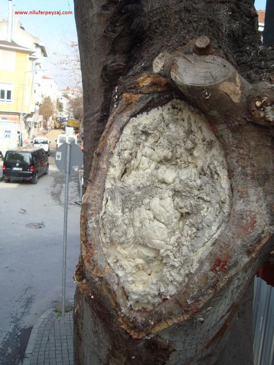 Name:  Ant Aa Restorasyonu e 4.jpg
Views: 1182
Size:  72.2 KB