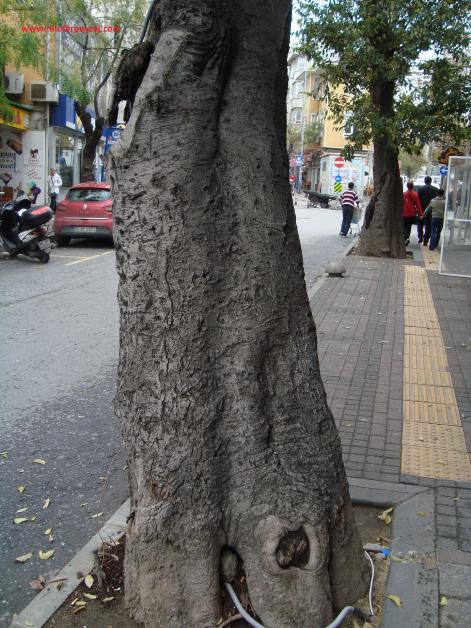 Name:  Ant Aa Restorasyonu 17.jpg
Views: 1010
Size:  71.4 KB