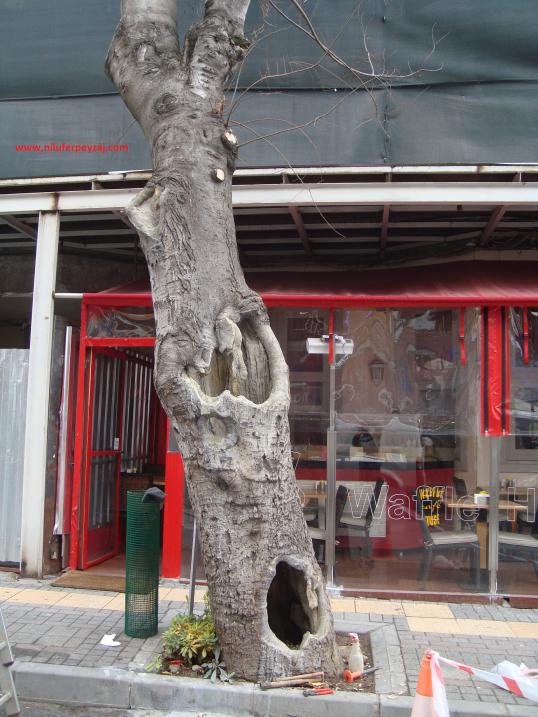 Name:  Ant Aa Restorasyonu 26.jpg
Views: 985
Size:  72.4 KB