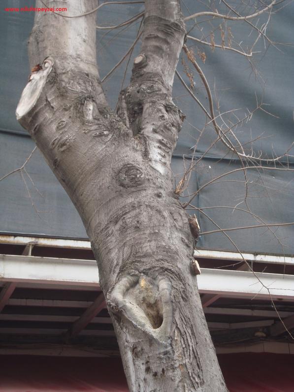Name:  Ant Aa Restorasyonu 27.jpg
Views: 1015
Size:  71.0 KB