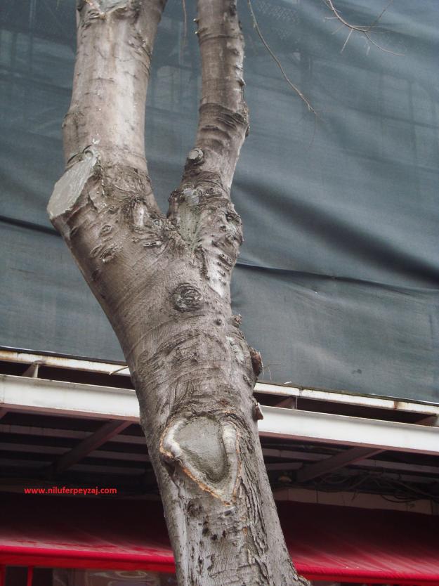 Name:  Ant Aa Restorasyonu 30.jpg
Views: 699
Size:  70.8 KB