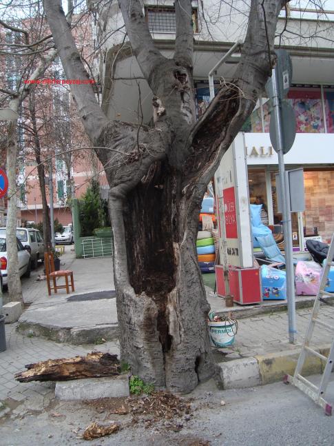 Name:  Ant Aa Restorasyonu 32.jpg
Views: 690
Size:  73.2 KB