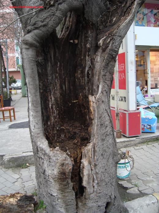 Name:  Ant Aa Restorasyonu 33.jpg
Views: 676
Size:  74.1 KB