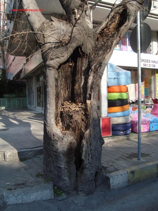 Name:  Ant Aa Restorasyonu 34.jpg
Views: 673
Size:  73.0 KB
