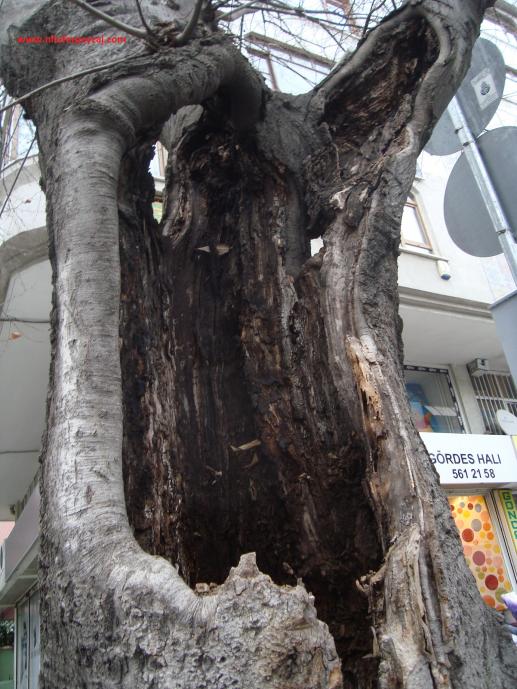 Name:  Ant Aa Restorasyonu 35.jpg
Views: 707
Size:  74.8 KB