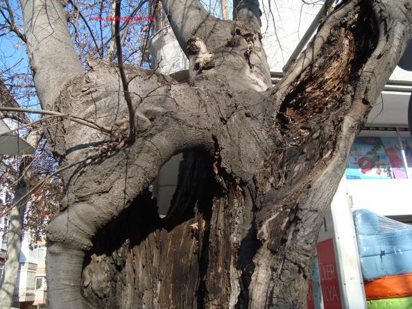 Name:  Ant Aa Restorasyonu 36.jpg
Views: 988
Size:  71.3 KB