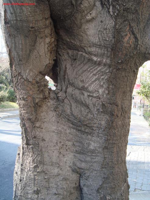 Name:  Ant Aa Restorasyonu 38.jpg
Views: 1028
Size:  70.2 KB