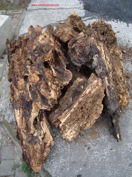 Name:  Ant Aa Restorasyonu 39.jpg
Views: 1130
Size:  72.8 KB