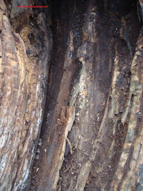 Name:  Ant Aa Restorasyonu 40.jpg
Views: 980
Size:  74.4 KB
