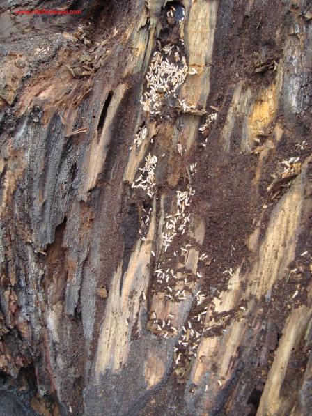 Name:  Ant Aa Restorasyonu 41.jpg
Views: 1079
Size:  73.3 KB