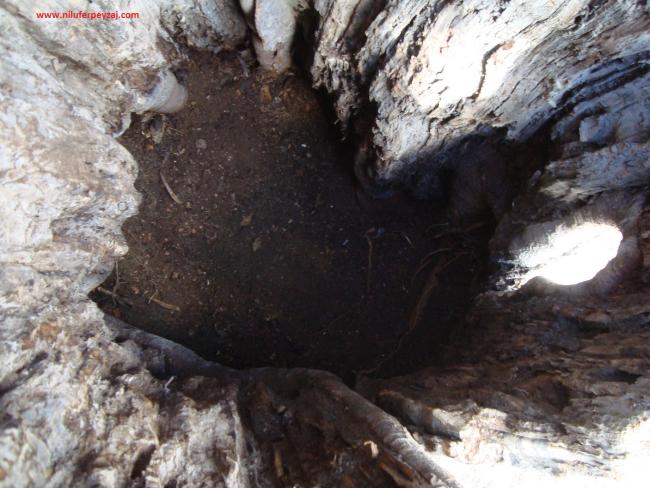 Name:  ,Ant Aa Restorasyonu 43.jpg
Views: 633
Size:  56.8 KB