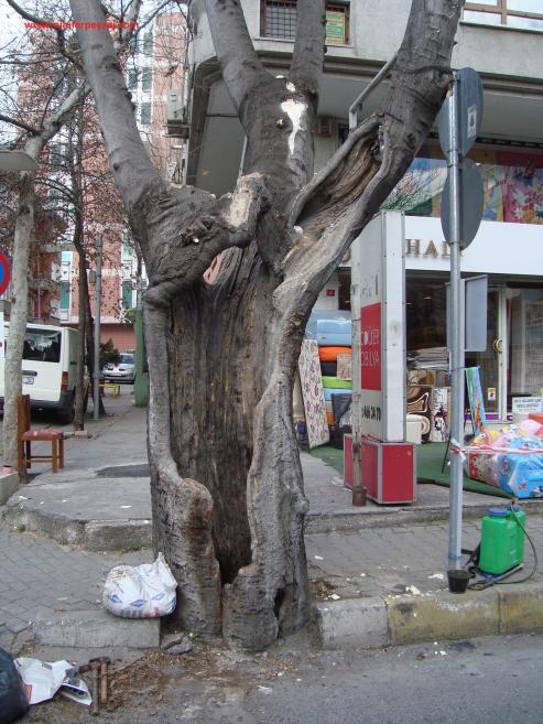 Name:  Ant Aa Restorasyonu 44.jpg
Views: 645
Size:  73.3 KB