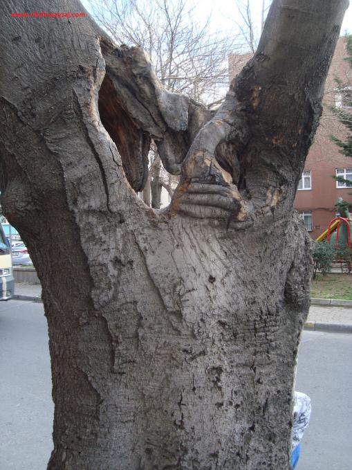 Name:  Ant Aa Restorasyonu 45.jpg
Views: 630
Size:  71.1 KB
