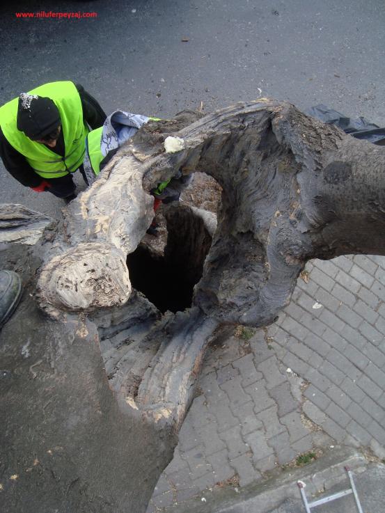 Name:  Ant Aa Restorasyonu 48.jpg
Views: 686
Size:  71.0 KB
