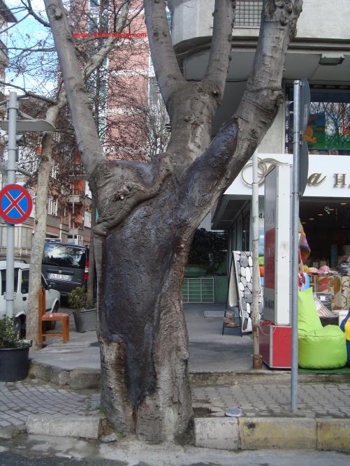 Name:  Ant Aa Restorasyonu 50.jpg
Views: 597
Size:  73.3 KB