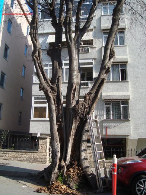 Name:  Ant Aa Restorasyonu 51.jpg
Views: 684
Size:  72.2 KB