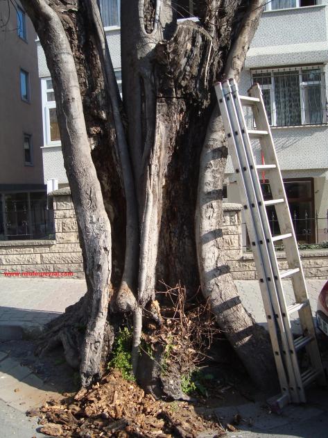 Name:  Ant Aa Restorasyonu 52.jpg
Views: 646
Size:  73.8 KB