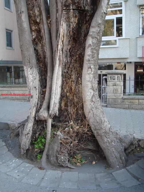 Name:  Ant Aa Restorasyonu 54.jpg
Views: 601
Size:  71.4 KB