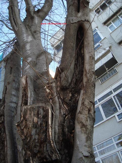 Name:  Ant Aa Restorasyonu 55.jpg
Views: 594
Size:  72.7 KB