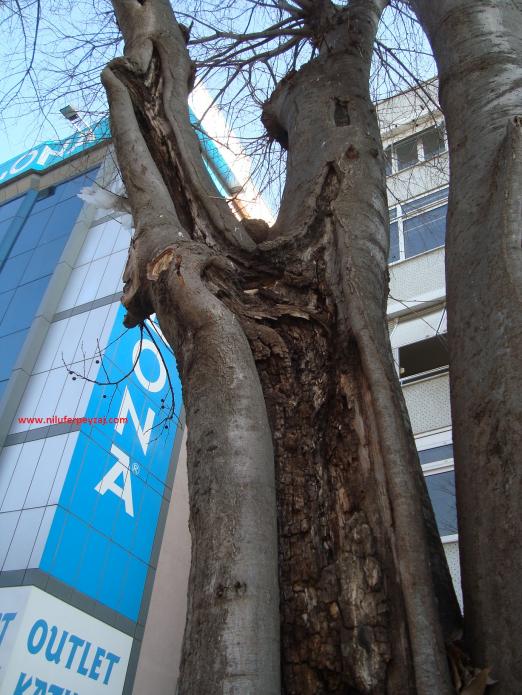 Name:  Ant Aa Restorasyonu 56.jpg
Views: 593
Size:  73.2 KB