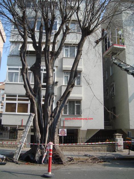 Name:  Ant Aa Restorasyonu 57.jpg
Views: 626
Size:  71.6 KB