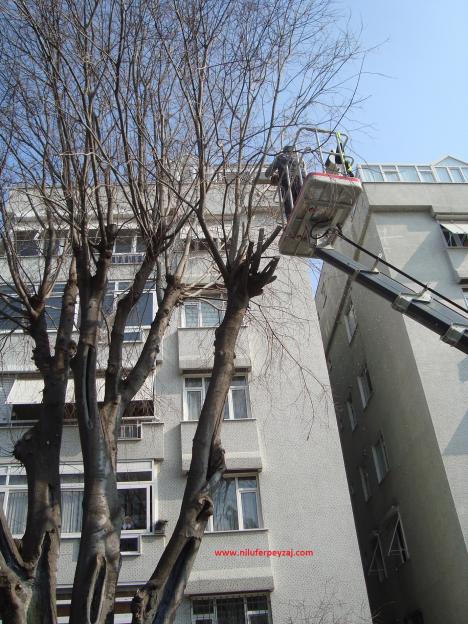 Name:  Ant Aa Restorasyonu 59.jpg
Views: 595
Size:  70.3 KB