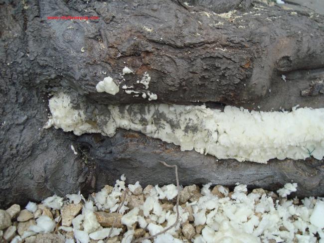 Name:  Ant Aa Restorasyonu 68.jpg
Views: 620
Size:  66.9 KB