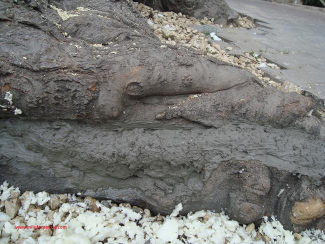Name:  Ant Aa Restorasyonu 70.jpg
Views: 595
Size:  65.3 KB