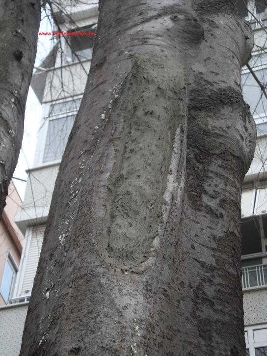 Name:  Ant Aa Restorasyonu 75.jpg
Views: 636
Size:  72.5 KB