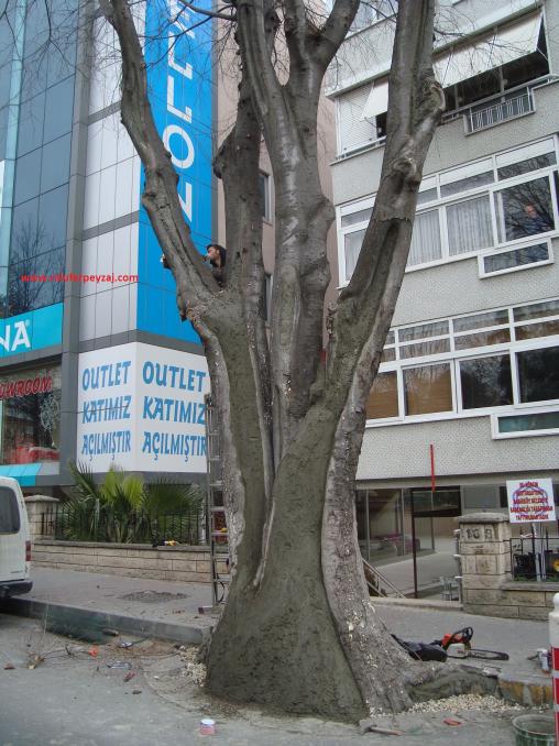 Name:  Ant Aa Restorasyonu 81.jpg
Views: 545
Size:  72.4 KB