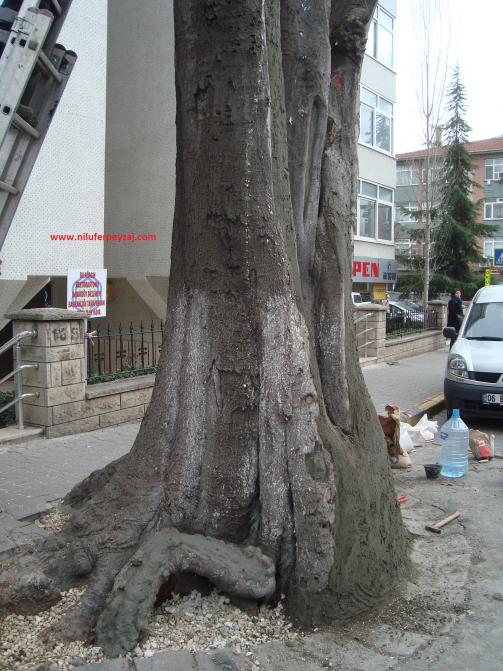 Name:  Ant Aa Restorasyonu 82.jpg
Views: 540
Size:  70.0 KB