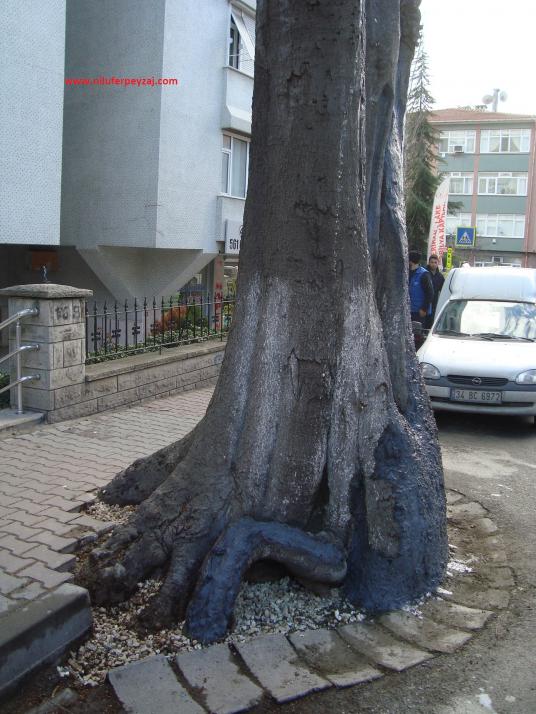 Name:  Ant Aa Restorasyonu 87.jpg
Views: 994
Size:  70.4 KB