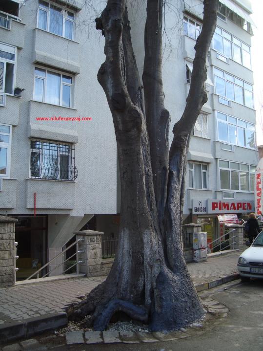 Name:  Ant Aa Restorasyonu 88.jpg
Views: 988
Size:  71.3 KB