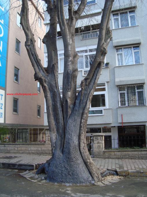 Name:  Ant Aa Restorasyonu 89.jpg
Views: 985
Size:  71.3 KB