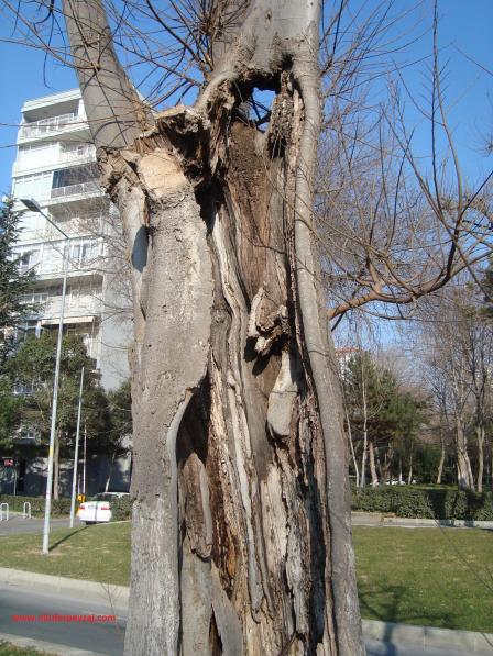 Name:  Ant Aa Restorasyonu 90.jpg
Views: 1074
Size:  71.2 KB