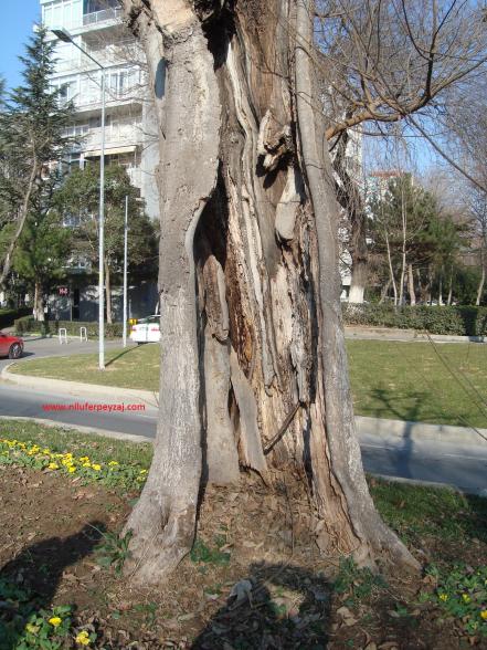 Name:  Ant Aa Restorasyonu 91.jpg
Views: 963
Size:  71.4 KB